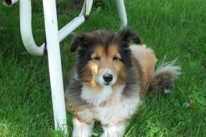 Heide the dog lays by the lawn chair looking toward the viewer.