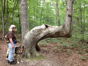 Marilee and Geisha stand near a tree where the trunk has taken a very abrupt turn across the trail. Then the tree takes another abrupt turn straight up for 20 feet or so. The tree is alive and shows not sign of disease.