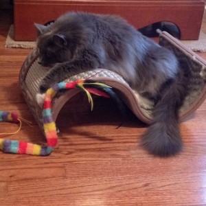 In photo. Wednesday lays belly down, front legs and paws extended forward on her sine wave shaped scratching furniture. She is resting in the depression of the wave. End photo.