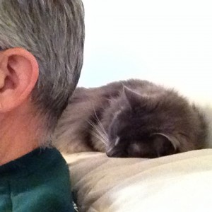 In photo. Wednesday is laying on the back of a couch. The viewer also sees the partial profile of an older gentleman. The viewer cannot see his face; only the well trimmed greying hair, ear, and shoulder. End photo.