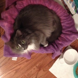 In photo. Wednesday the cat from within her purple lined basket looks up to the camera directly above her. End photo.