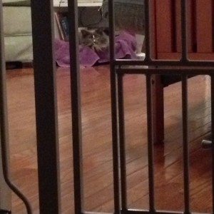 In photo. The viewer sees through a doorway gate which locks Wednesday in a room. She is looking toward the viewer from her purple lined basket. End photo.