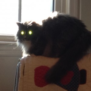 In photo. From the same purch on the armchair, Wednesday's eye glow a bright green-yellow. End photo.