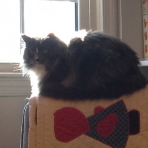 In photo. Wednesday is purched on the back of a cushy armchair looking in the direction of the gate. Her eyes appear normal now. End photo.