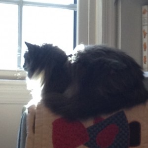 In photo. Wednesday is purched on the back of a cushy armchair looking out the window. We only see her profile. End photo.