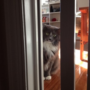 In photo. Wednesday the cat peers through the doorway gate which keeps her confined to a single room of a house where other animals have yet come to terms with their new guest. End photo.