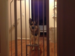 In photo. The dog is standing quietly by the gate at the outside of the room. The dog does not appear agitated nor aggressive. Wednesday is on the inside of the room. End photo.