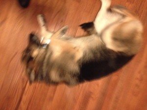 In photo. The dog is seen as if spinning on the wood floor outside the gate. End photo.