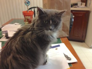 In photo. Wednesday sits on papers and mail as new-staff attempts some responsible paperwork review. End photo.