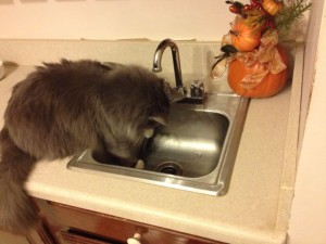 In photo. Wednesday is facing the faucet now. She makes another swipe at the water droplet with her right paw. End photo.