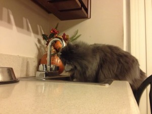 In photo. Wednesday is facing the faucet and has her mouth below the spicket and laps at the dripping water. End photo.