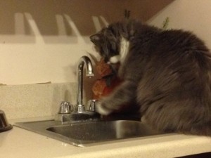 In photo. Wednesday is facing the faucet now. She makes a pass at the water droplet with her left paw. End photo.