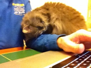 In photo. New staff is attempting to type at the laptop keyboard while Wednesday nuzzles his arm. End photo.