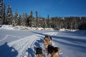 In photo. The dog team is seen from the perspective of the passenger as the sled is pulled along the frozen river. End photo.