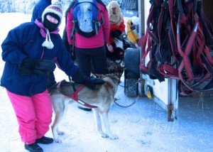 In photo. Part of the sled dog experience was to pet the sled dogs. Marilee is seen here petting one of the dogs that was on our team. End photo.