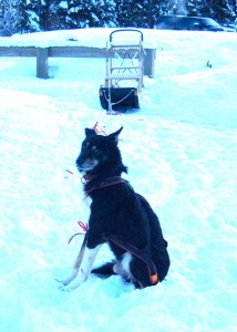 In photo. Seen here is the lead dog attached to the line on the sled but no other dogs are hooked up yet. He seems to be saying, Um, where's the rest of my helpers? End photo.