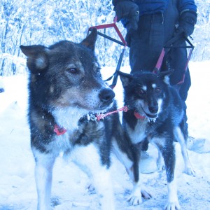 In photo. A dog's eye level view of two dogs that have just returned from a 5 mile run. Their chins show ice formation making an ice-cycle beard. End photo.