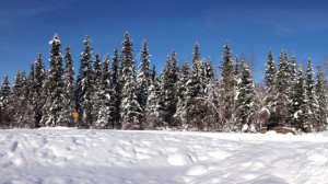 In photo. Alaskan evergreens illuminated by the late morning sun with snow in the foreground and deep blue sky above. End photo.
