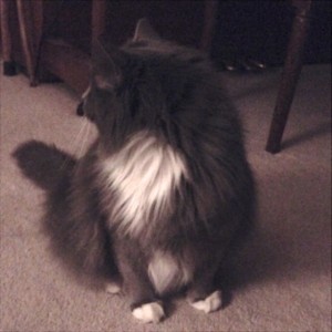 In photo. Wednesday sits near the piano looking over her shoulder toward Holly's feeding area. End photo.