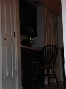 In photo. From Holly's feeding area, Holly's eyes glow a bright green-yellow. End photo.