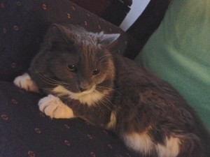 In photo. Holly is shown relaxing on the couch. She is predominently gray. Her white "bib" and white paws are visible. End photo.