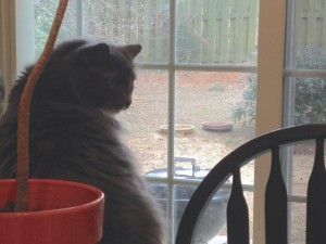 In photo. Wednesday is near the patio window looking at bird feeding area. Just on the other side of the window, the outdoor grill and two bird baths are visible by low bushes where bird seed is scattered. End photo.