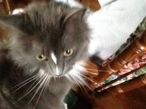 In photo. Wednesday is looking over her shoulder near a chair. End photo.