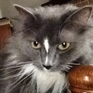 In photo. A close up of Wednesday's face as she reclines on the back of an exposed wood cushioned rocking chair. End photo.