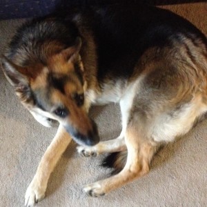 In photo. The dog is seen from the perspective of Holly looking down from the back of the couch. End photo.