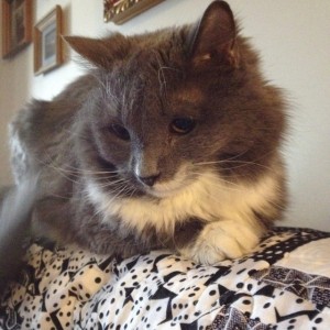 In photo. Holly is perched on the back of the couch looking down. End photo.