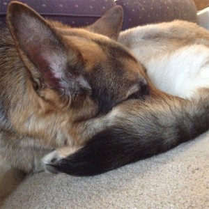 In photo. The dog is seen tightly curled in a napping position. End photo.
