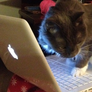 In photo. Holly has a paw on the keyboard of an open laptop. The glow on Holly's face indicates that the computer is on as she has been interacting with it. End photo.