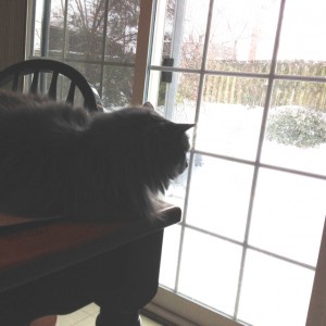 In photo. Wednesday is laying on the edge of the table near the sliding glass door and looking outside. The entire backyard is covered with 2 feet of snow. End photo.