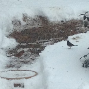 In photo. The view is of the backyard where a 5 foot circle has been cleared in the snow. Bird food in scattered in the circle and a frozen bird bath is just visible at the edge of the clearing. There is a cardinal in the clearing and a sparrow on the snow looking down at the clearing. End photo.