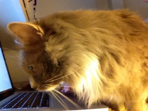 In photo. Wednesday is looking over the laptop keyboard. Her face is illuminated by the glow of the screen. End photo.