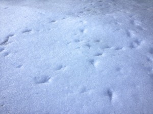 In photo. Fresh snow on the patio with tiny foot prints from birds. End photo.