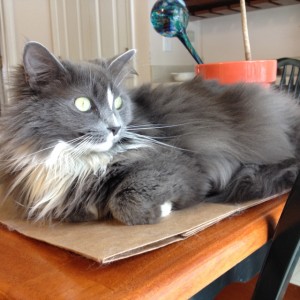 In photo.  Wednesday is seen laying on the edge of the table as she looks out the sliding glass doors. She is lit by reflection of the sun off of the snow. End photo.