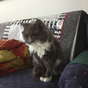 In photo. Holly is in a seated position on the sofa and looking down toward the carpet. End photo.