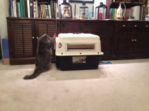 In photo. Wednesday claws and boxes a toy hanging near the door of the pet carrier. End photo