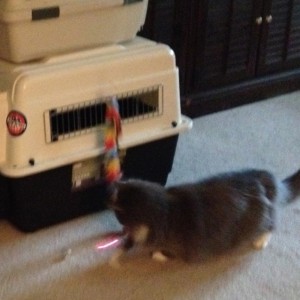 In photo. Wednesday chases a laser dot blurr on the carpet near the large pet carrier. End photo.