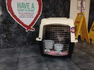 In photo. Wednesday is seen through the bars sitting in the large pet carrier. End photo