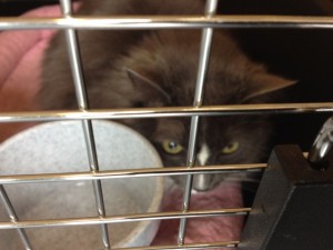 In photo. Wednesday looks out from the cage. End photo.