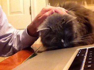 In photo. Wednesday is resting her head on the keyboard as tall new-staff strokes her neck. End photo