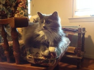 In photo. Wednesday relaxing in the rocking chair looking away from the front window. End photo.
