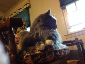In photo. Wednesday relaxing in the rocking chair looking toward the front window. End photo.