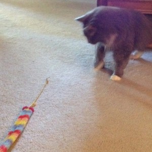 In photo. Wednesday emerges from under a wing chair swatting at the end of yellow string. End photo.