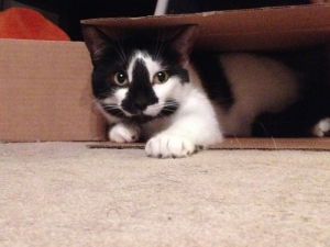 In photo. Patches is seen looking out of a smallish box. He is a patchwork of black and white with a conspicuous patch of black extending and widening from between his eyes to below his nose. His markings make it difficult to decide whether he is a black cat with white markings or a white cat with black markings. End photo.
