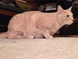 In photo. Chief Tigger is crouched on the carpet looking to camera right. He is a muscular cream colored tabby. End photo.