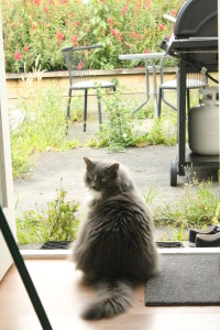 wednesdayOutside2-wp