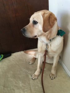 In photo: Ryder, a yellow lab, is sitting on his rug leaning against a wall. His attention is away from the camera probably looking at a passing cat. Out of photo.